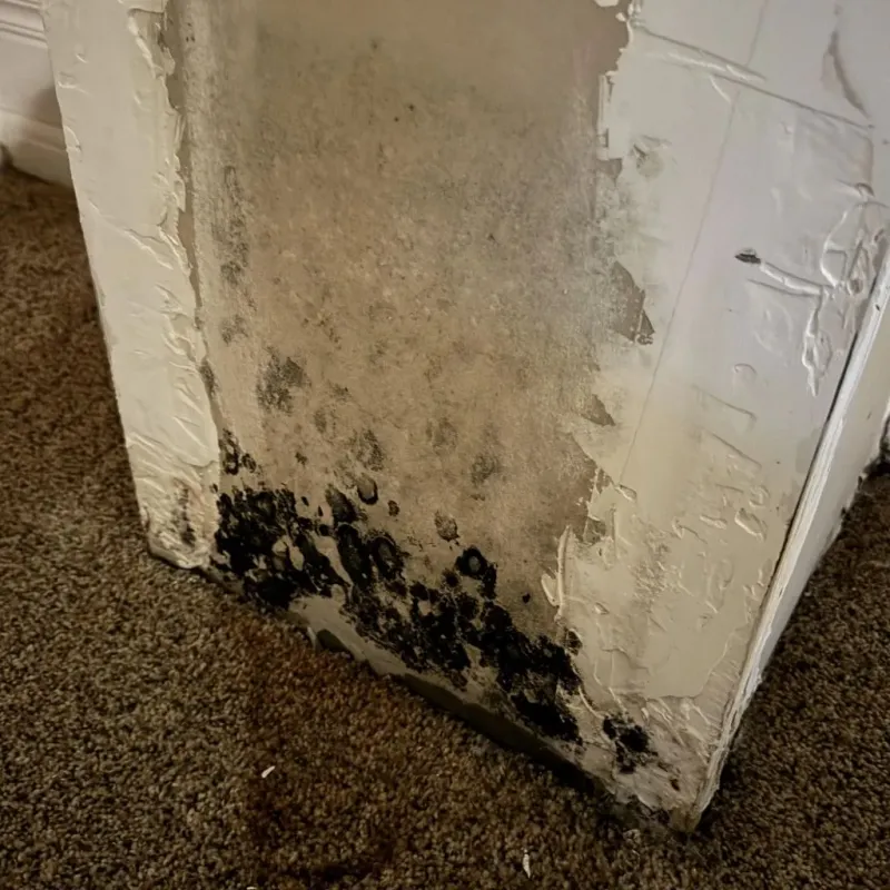 Professional Mold Removal in Coldwater, KS